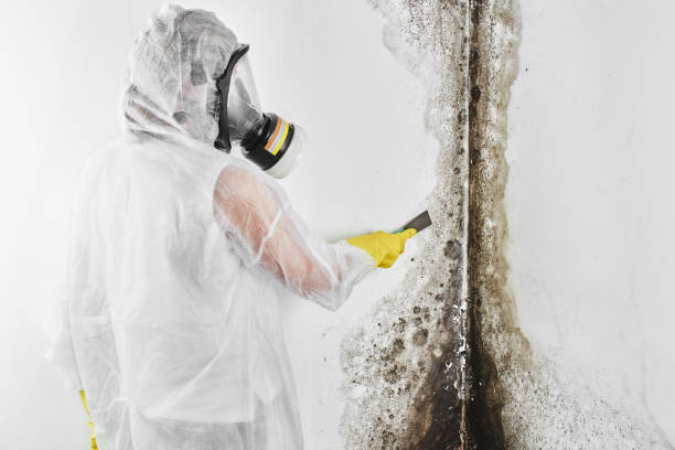 Best Local Mold Removal Service  in Buffalo, TX