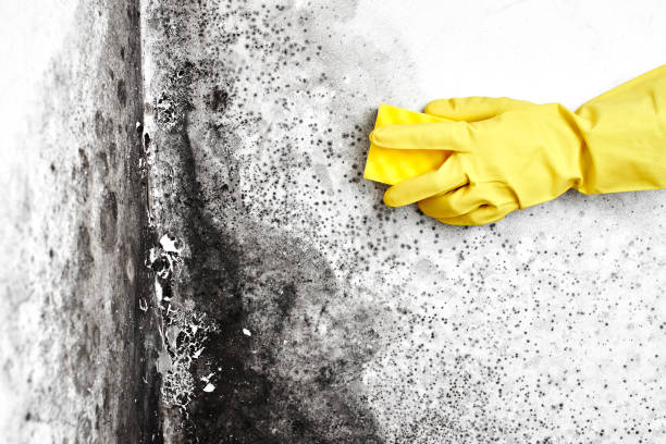 Best Mold Removal Near Me  in Buffalo, TX