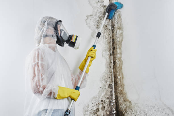 Best Black Mold Removal  in Buffalo, TX