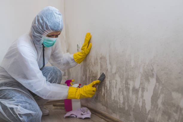 Best Mold Removal and Inspection  in Buffalo, TX