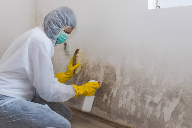 Best Mold Damage Repair  in Buffalo, TX