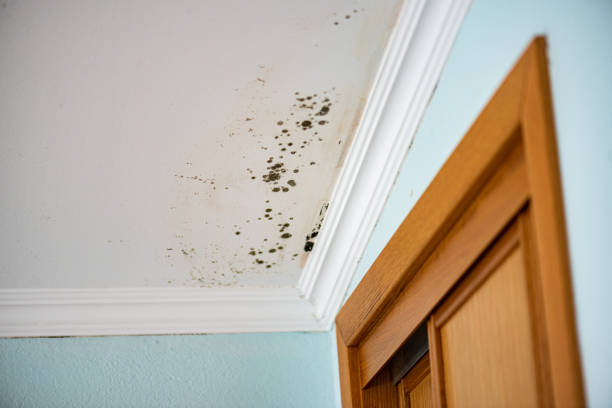 Best Home Mold Removal  in Buffalo, TX