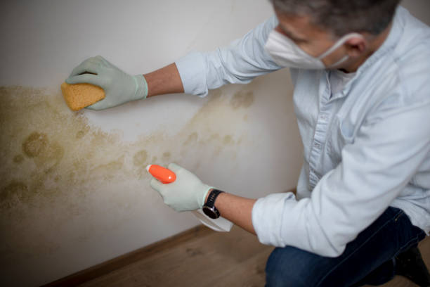 Best Certified Mold Removal  in Buffalo, TX