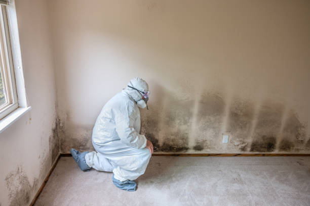 Best Same-Day Mold Removal  in Buffalo, TX
