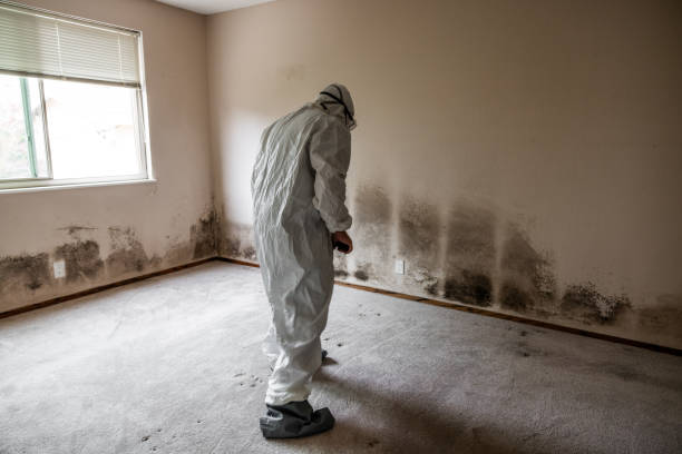 Reliable Buffalo, TX Mold Removal Solutions