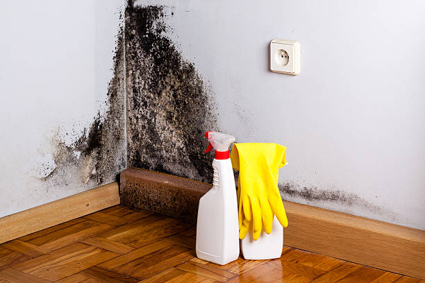 Best Attic Mold Removal  in Buffalo, TX